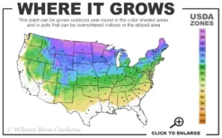 Broadleaf Cattail Plant (Typha Latifolia) - 8 Pack Of 1 Gallon Pots -Blossom Grove Store 3a 8a 9