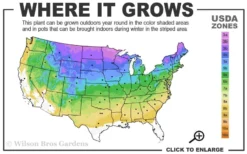 Berry White Panicle Hydrangea - 3 Gallon Pot -Blossom Grove Store 3a 8b 10