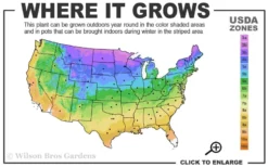 Hillier Porcelain Blue Corydalis - 1 Gallon Pot -Blossom Grove Store 3a 9b