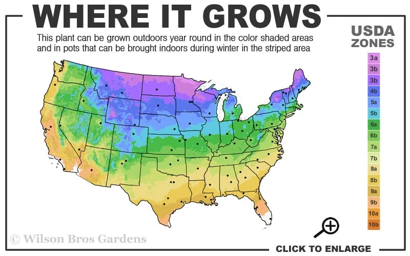 Yellow Indian Grass (Sorghastrum Nutans) - 8 Pack Of 1 Gallon Pots 3 Yellow Indian Grass (Sorghastrum Nutans) - 8 Pack Of 1 Gallon Pots - Image 3