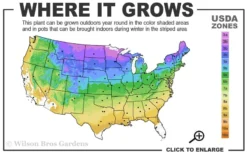 Grancy Graybeard - White Fringe Tree - 1 Gallon Pot 12 Grancy Graybeard - White Fringe Tree - 1 Gallon Pot -Blossom Grove Store 3b 9a