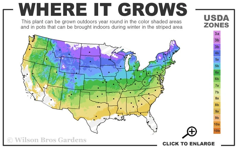 Allegheny Serviceberry Tree (Amelanchier Laevis) - 1 Gallon Pot 3 Allegheny Serviceberry Tree (Amelanchier Laevis) - 1 Gallon Pot - Image 3