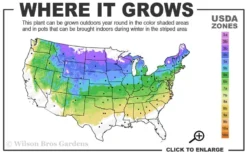 Northern Highbush Blueberry (Vaccinum Corymbosum) - 6 Pack Of 1 Gallon Pots -Blossom Grove Store 4a 8a 2