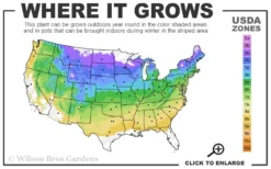 Ribbon Candy Swamp Azalea (Rhododendron Viscosum) - 2 Gallon Pot 8 Ribbon Candy Swamp Azalea (Rhododendron Viscosum) - 2 Gallon Pot -Blossom Grove Store 4a 8b 11