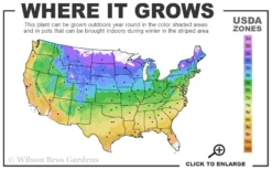 American Hazelnut (Filbert) - 1 Gallon Pot -Blossom Grove Store 4a 9b 13