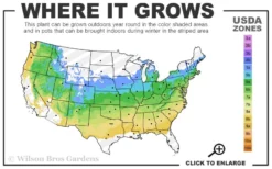 Zebra Hydrangea - 1 Gallon Pot 9 Zebra Hydrangea - 1 Gallon Pot -Blossom Grove Store 5a 8b 16