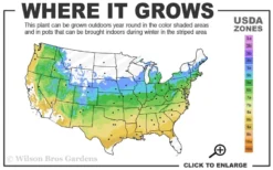 Eternal Fragrance Pink Summer Daphne - Daphne X Transatlantica 'BLAFRA' - 2 Gallon Pot -Blossom Grove Store 5a 9a