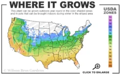 Aphrodite Sweetshrub (Carolina Allspice) - Calycanthus - 3 Gallon Pot 9 Aphrodite Sweetshrub (Carolina Allspice) - Calycanthus - 3 Gallon Pot -Blossom Grove Store 5a 9b 11