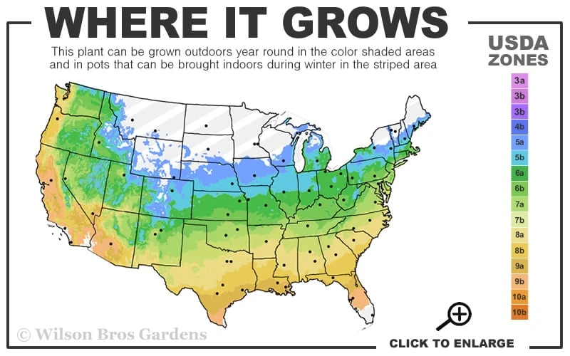 Barbarini 'Purple Picotee' Sweet William (Dianthus) - 5 Pack Of Quart Pots 3 Barbarini 'Purple Picotee' Sweet William (Dianthus) - 5 Pack Of Quart Pots - Image 3