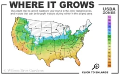 Sweetbay Magnolia - 7 Gallon Pot (5-6') -Blossom Grove Store 5b 11 1