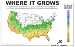 Salavatski Cold Hardy Russian Pomegranate - 3 Gallon Pot -Blossom Grove Store 6A 11