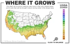 Perfecto Mundo Red Reblooming Azalea - 3 Gallon Pot -Blossom Grove Store 6B 9B 30