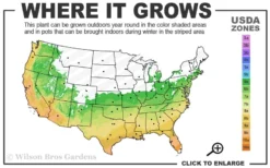 Double Feature Red Crape Myrtle - 3 Gallon Pot -Blossom Grove Store 6a 10a