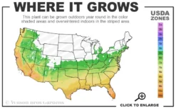 Black Diamond 'Mystic Magenta' Crape Myrtle - 2 Gallon Pot -Blossom Grove Store 6a 10b 8