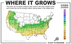 Schip Laurel (Prunus Laurocersasus 'Schipkaensis') - 6 Pack Of 1 Gallon Pots -Blossom Grove Store 6a 8b 4