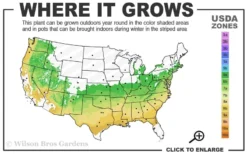 Gwenda Azalea (Robin Hill Hybrid) - 6 Pack Of 1 Gallon Pots -Blossom Grove Store 6a 9a 5