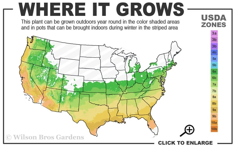 Natchez White Crape Myrtle Tree (Single Trunk) - 5 Gallon Pot 3 Natchez White Crape Myrtle Tree (Single Trunk) - 5 Gallon Pot - Image 3