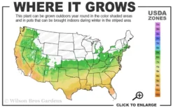 Dynamite Red Crape Myrtle - 5 Gallon Pot -Blossom Grove Store 6a 9b 40