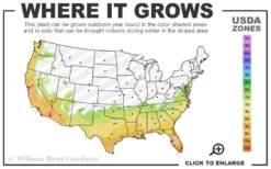 Fairy Blush Magnolia - 3 Gallon Pot 9 Fairy Blush Magnolia - 3 Gallon Pot -Blossom Grove Store 7A 10B 7