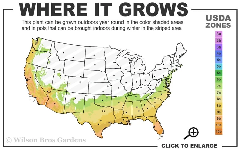Little Gem Dwarf Southern Magnolia - 7 Gallon Pot (5-6') 3 Little Gem Dwarf Southern Magnolia - 7 Gallon Pot (5-6') - Image 3
