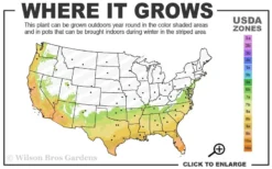 Tuskegee Crape Myrtle - 6 Pack Of 1 Gallon Pots -Blossom Grove Store 7a 10a 7