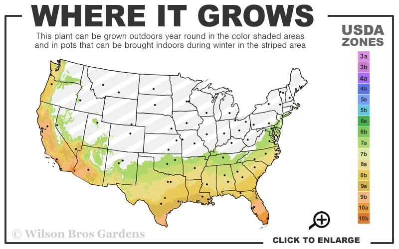 Catawba Purple Crape Myrtle - 1 Gallon Pot 3 Catawba Purple Crape Myrtle - 1 Gallon Pot - Image 3