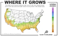 Tuscarora Watermelon Red Crape Myrtle - 6 Pack Of 1 Gallon Pots -Blossom Grove Store 7a 9b 42