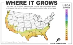 Red Formosa Azalea - 1 Gallon Pot -Blossom Grove Store 7b 10b 9