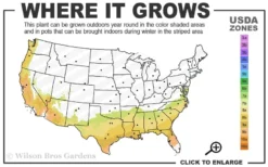 Alice Blue Rabbiteye Blueberry - 1 Gallon Pot -Blossom Grove Store 7b 9b 2