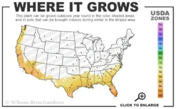 Black Mission Fig Tree - 1 Gallon Pot 7 Black Mission Fig Tree - 1 Gallon Pot -Blossom Grove Store 8a 11 1