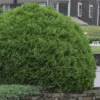 Woodward Globe Arborvitae - 3 Gallon Pot
