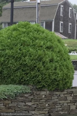 Woodward Globe Arborvitae - 3 Gallon Pot