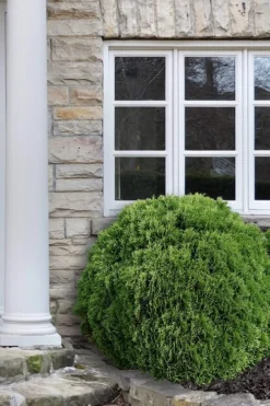 Woodward Globe Arborvitae - 3 Gallon Pot -Blossom Grove Store Arborvitae Woodwardii Globe 12