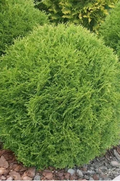 Woodward Globe Arborvitae - 3 Gallon Pot -Blossom Grove Store Arborvitae Wordwardii
