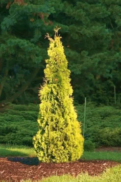 Yellow Ribbon Arborvitae (Thuja Occidentalis) - 1 Gallon Pot