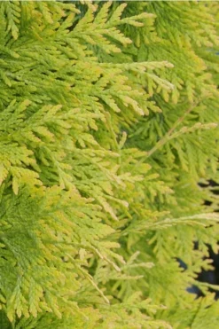 Yellow Ribbon Arborvitae (Thuja Occidentalis) - 1 Gallon Pot -Blossom Grove Store Arborvitae Yellow Ribbon 2