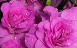 Amelia Rose Azalea - 1 Gallon Pot -Blossom Grove Store Azalea Amelia Rose 1