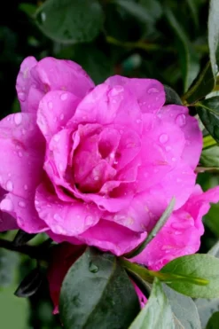 Amelia Rose Azalea - 1 Gallon Pot -Blossom Grove Store Azalea Amelia Rose 3