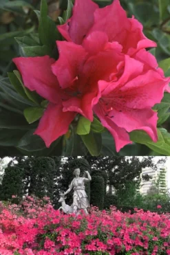 Brilliant Southern Indica Azalea - 1 Gallon Pot -Blossom Grove Store Azalea Brilliant 500x700 1