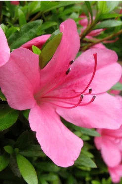 Chinzan Dwarf Azalea - 3 Gallon Pot -Blossom Grove Store Azalea Chinzan 500x750 1