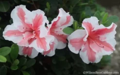 Autumn Starburst Encore Azalea - 6 Pack Of 1 Gallon Pots -Blossom Grove Store Azalea Encore Autumn Starburst 2 1