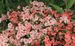 Hilda Niblett Azalea - 2 Gallon Pot -Blossom Grove Store Azalea Hilda Niblet Flowers 2