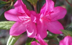 Judge Solomon Southern Indica Azalea - 3 Gallon Pot -Blossom Grove Store Azalea Judge Solomon 50