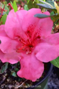 Pink Explosion Bloom 'N Again Azalea - 2 Gallon Pot -Blossom Grove Store Azalea Pink Explosion Bloom N Again 20