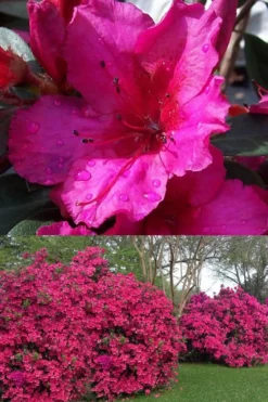 Red Formosa Azalea - 1 Gallon Pot -Blossom Grove Store Azalea Red Formosa 1 500x750 1