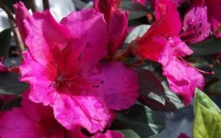Red Formosa Azalea - 1 Gallon Pot -Blossom Grove Store Azalea Red Formosa