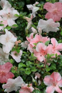 Sir Robert Dwarf Azalea - 6 Pack Of 1 Gallon Pots 10 Sir Robert Dwarf Azalea - 6 Pack Of 1 Gallon Pots -Blossom Grove Store Azalea Sir Robert 12