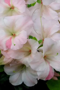 Sir Robert Dwarf Azalea - 6 Pack Of 1 Gallon Pots 9 Sir Robert Dwarf Azalea - 6 Pack Of 1 Gallon Pots -Blossom Grove Store Azalea Sir Robert 20
