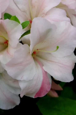 Sir Robert Dwarf Azalea - 6 Pack Of 1 Gallon Pots 11 Sir Robert Dwarf Azalea - 6 Pack Of 1 Gallon Pots -Blossom Grove Store Azalea Sir Robert 5