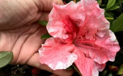 Tama No Hada Azalea - 1 Gallon Pot -Blossom Grove Store Azalea Tama No Hada Closeup